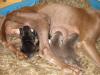 Molly pup 092611-01